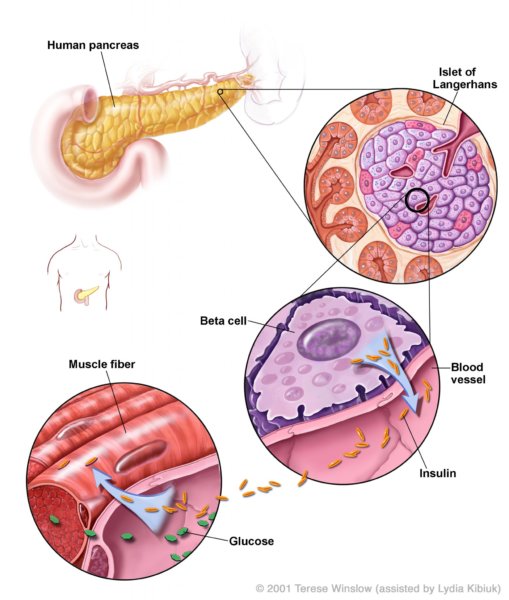 cukorbetegség és a béta-sejtek